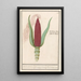 prydnadsmajs Zea mays Rood turks Cooren frumentum indicum rubrum Bled de turquie rouge - Anselmus Botius de Boodt — inramlat konstverk på väggen