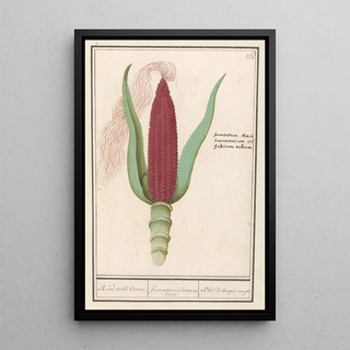Anselmus Botius de Boodt - Siermais Zea mays Rood turks Cooren frumentum indicum rubrum Bled de turquie rouge.webp