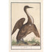 Anhinga Anhinga - Anselmus Botius de Boodt — vy av konstverket