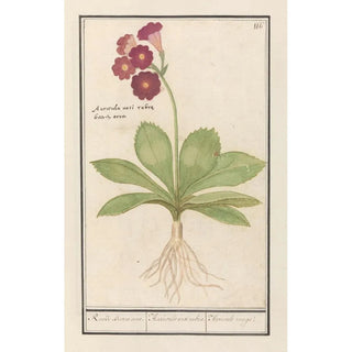 Anselmus Botius de Boodt - Sleutelbloem Primula Roode Beeren oore Auricula ursi rubra Auricule rouge.webp