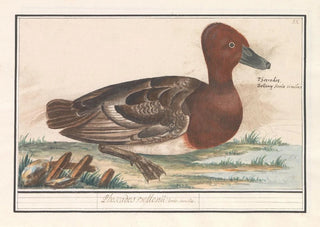 Anselmus Botius de Boodt - Smient Anas penelope.webp