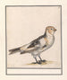 Sneeuwgors Plectrophenax nivalis - Anselmus Botius de Boodt — vy av konstverket