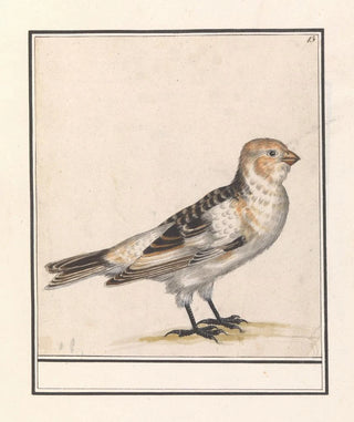 Anselmus Botius de Boodt - Sneeuwgors Plectrophenax nivalis.webp