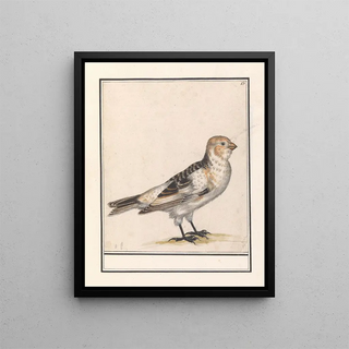 Anselmus Botius de Boodt - Sneeuwgors Plectrophenax nivalis.webp