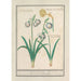 Perce-neige Galanthus och en narcissus Narcissus - Anselmus Botius de Boodt — vy av konstverket