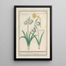 Perce-neige Galanthus och en narcissus Narcissus - Anselmus Botius de Boodt — inramlat konstverk på väggen