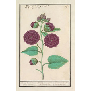 Anselmus Botius de Boodt - Stokroos Alcea rosea.webp