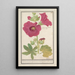 Rödblomma Alcea rosea Enkel vinterros Malva rosea hiemalis enkelblommande - Anselmus Botius de Boodt