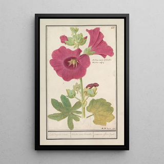 Anselmus Botius de Boodt - Stokroos Alcea rosea Enkel wynter roosen Malva rosea hiemalis passerose a fleur simple.webp