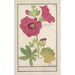 Rödblomma Alcea rosea Enkel vinterros Malva rosea hiemalis enkelblommande - Anselmus Botius de Boodt