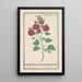 Reproduktion av målningen Rose trémière Alcea rosea Double rose d'hiver rouge - Anselmus Botius de Boodt