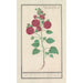 Reproduktion av målningen Rose trémière Alcea rosea Double rose d'hiver rouge - Anselmus Botius de Boodt