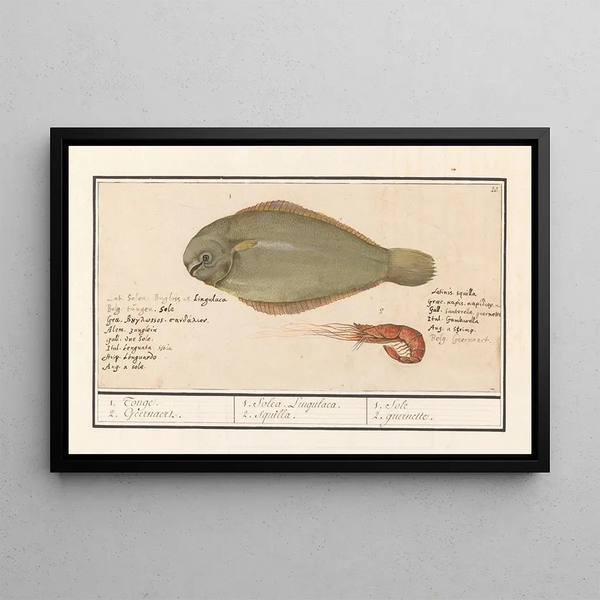 Anselmus Botius de Boodt - Tong Solea solea en roze garnaal 1 Tonge 2 Geernaert 1 Solea Lingulaca 2 Squilla 1 Sole 2 guernette.webp