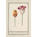 Tulipa Tulipa - Anselmus Botius de Boodt — vy av konstverket