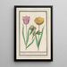 Reproduktion av målningen Tulipa Tulipa och pion Paeonia - Anselmus Botius de Boodt