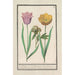 Reproduktion av målningen Tulipa Tulipa och pion Paeonia - Anselmus Botius de Boodt