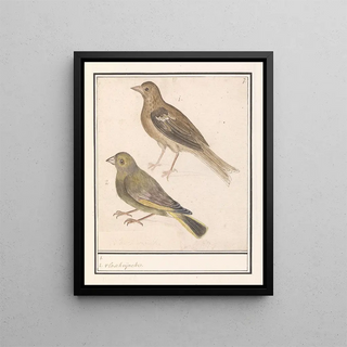 Anselmus Botius de Boodt - Twee groenlingen Carduelis chloris.webp