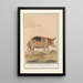 Reproduktion av målningen Gris Sus scrofa domesticus Truie scrofa Porcus faemina Truie - Anselmus Botius de Boodt