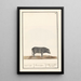 Gris Sus scrofa domesticus Gris noir Porcus niger Gris noir kallad Siam - Anselmus Botius de Boodt