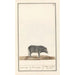 Gris Sus scrofa domesticus Gris noir Porcus niger Gris noir kallad Siam - Anselmus Botius de Boodt