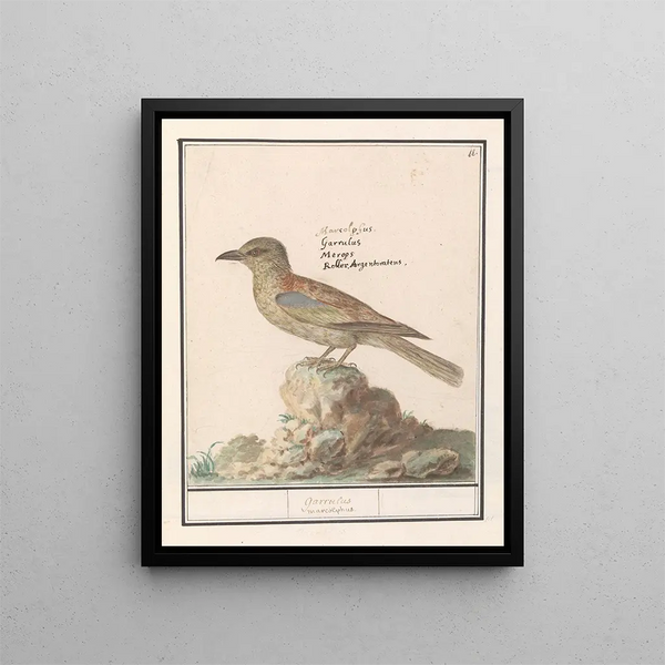 Anselmus Botius de Boodt - Vlaamse Gaai Garrulus glandarius.webp