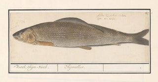 Anselmus Botius de Boodt - Vlagzalm Thymallus thymallus Hesch thijmvisch Thijmallus.webp