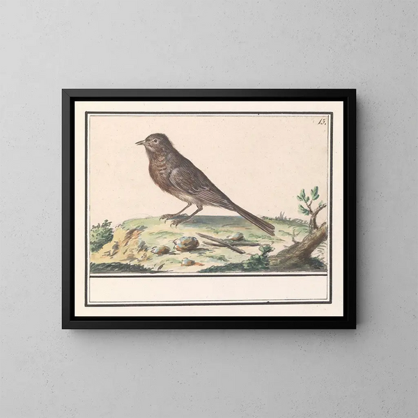 Oiseau inconnu - Anselmus Botius de Boodt — inramlat konstverk på väggen