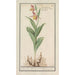 Sabot de Vénus Cypripedium calceolus - Anselmus Botius de Boodt — vy av konstverket