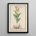 Sabot de Vénus Cypripedium calceolus - Anselmus Botius de Boodt — inramlat konstverk på väggen