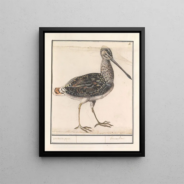 Anselmus Botius de Boodt - Watersnip Gallinago gallinago.webp