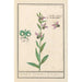 Ophrys abeille Ophrys bombyliflora Orchis Satyrion Du Satyrion - Anselmus Botius de Boodt — vy av konstverket