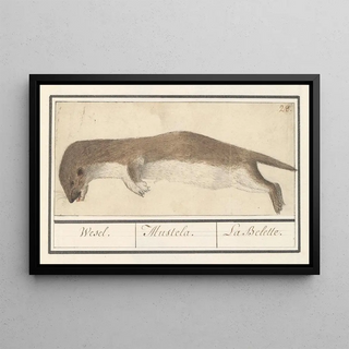 Anselmus Botius de Boodt - Wezel Mustela nivalis Wesel Mustela La Belette.webp