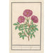 Eglantier Rosa Rosa av vildros doftande rosa silverstris adorata Rose des bois med doft - Anselmus Botius de Boodt — vy av konstverket