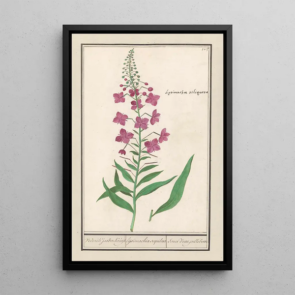 Anselmus Botius de Boodt - Wilgenroosje Chamerion angustifolium Vederik jooden Kruijt lijsimachia sequilosa Souci deau pellebosse.webp
