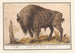 Europas bison Bison bonasus Bisonoxe Bos Bison Veterum Bison - Anselmus Botius de Boodt — vy av konstverket