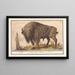 Europas bison Bison bonasus Bisonoxe Bos Bison Veterum Bison - Anselmus Botius de Boodt — inramlat konstverk på väggen
