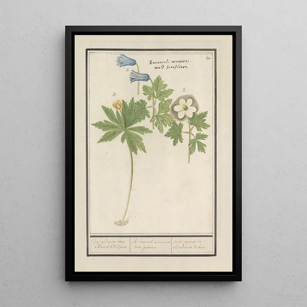 Anselmus Botius de Boodt - Witte en blauwe bosanemoon Anemone nemorosa drij soorten van Bosch Klokjens Ranunculi nemorosi tria genera.webp