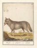 Varg (Canis lupus) — Anselmus Botius de Boodt — vy av konstverket