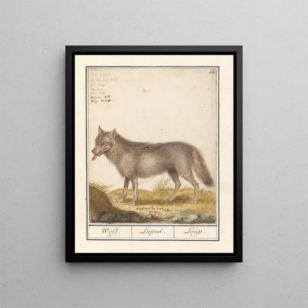 Anselmus Botius de Boodt - Wolf Canis lupus Wolf Lupus Loup.webp