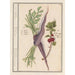 morot Daucus carota och röda vinbär Ribes rubrum 1 morot 2 vinbärsplantor - Anselmus Botius de Boodt