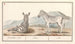 Zèbre Equus quagga Zèbre rayé - Anselmus Botius de Boodt — vy av konstverket