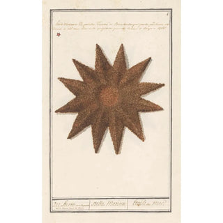 Anselmus Botius de Boodt - Zeester Asteroidea Zee Sterre stella Marina Etoile de Mer (Case Conflict).webp