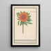 Solros Helianthus annuus Solros rund Flos solis rotondus herbe au soleil fleur ronde - Anselmus Botius de Boodt