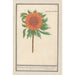 Solros Helianthus annuus Solros rund Flos solis rotondus herbe au soleil fleur ronde - Anselmus Botius de Boodt