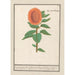 Solros Helianthus annuus Solros oval Flos solis ovalus herbe au soleil blomma oval - Anselmus Botius de Boodt — vy av konstverket