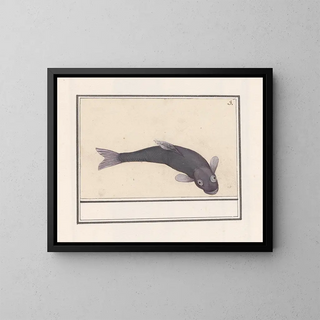 Anselmus Botius de Boodt - Zwarte karper Cyprinus carpio carpio.webp