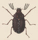 Aquarelle d'entomologie Pl058 - George Hudson — vy av konstverket