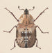akvarell av entomologi Pl059 - George Hudson — vy av konstverket
