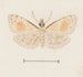 Aquarelle d'entomologie Pl161 - George Hudson — vy av konstverket