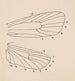 akvarell av entomologi Pl163 - George Hudson — vy av konstverket